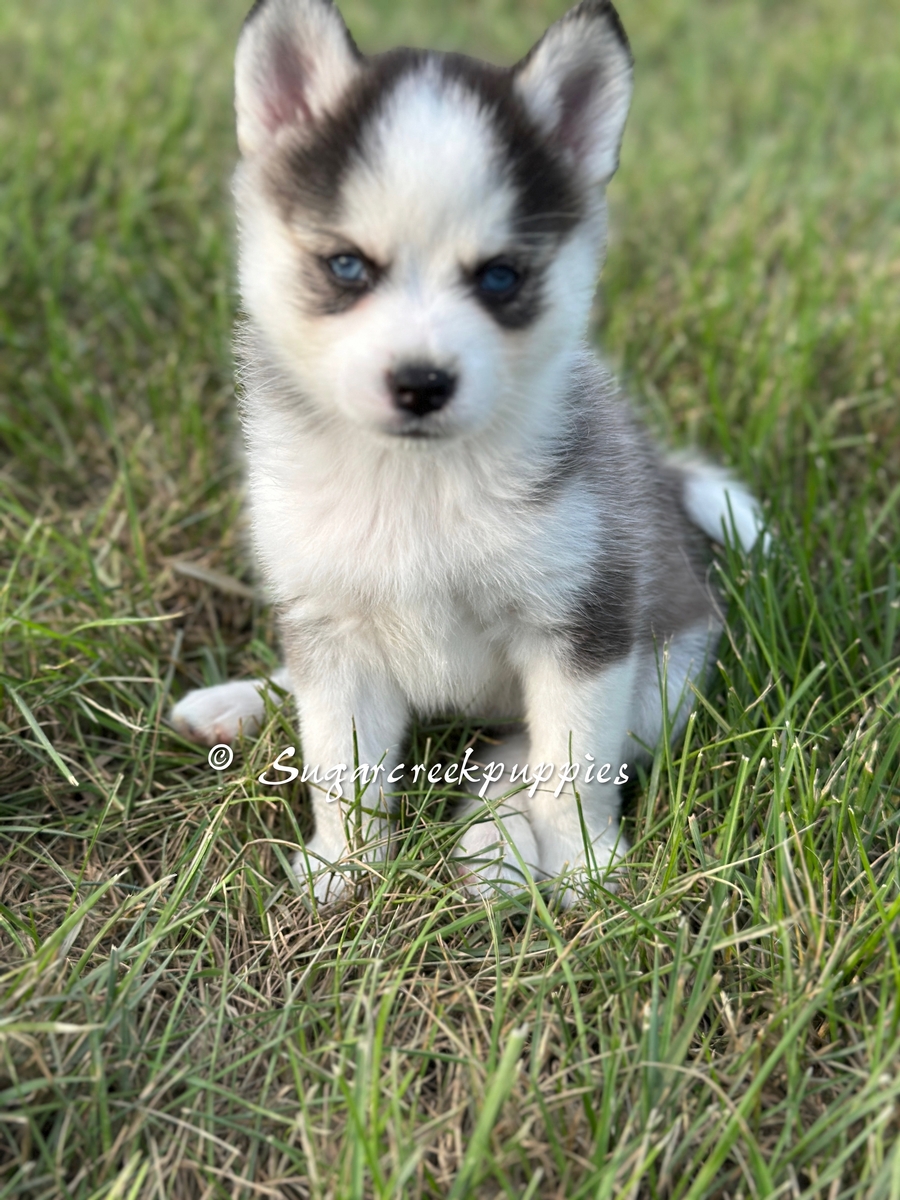 Nova